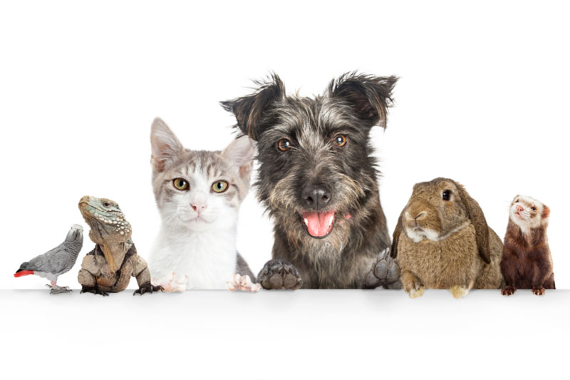 You are currently viewing Pet Trusts Provide Care for Animals Left Behind